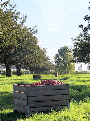 Knackige Äpfel aus eigener Ernte