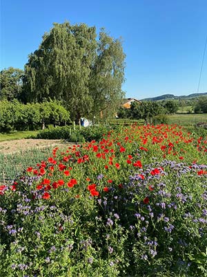 Ein buntes Blütenmeer rund um den Hof