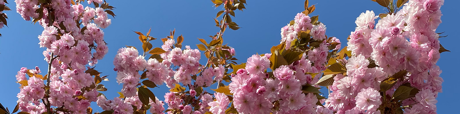 Kirschblüten